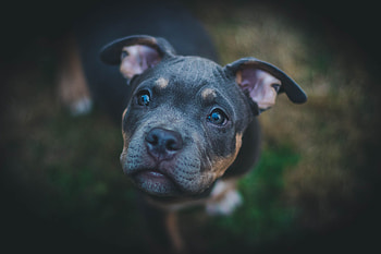 Animals, Dog, Muzzle, Sight, Opinion HD wallpaper
