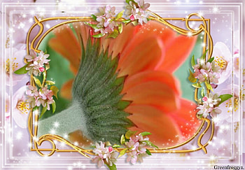 PRETTY GERBERA, FLOWER, PRETTY, GERBERA, FRAMED HD wallpaper