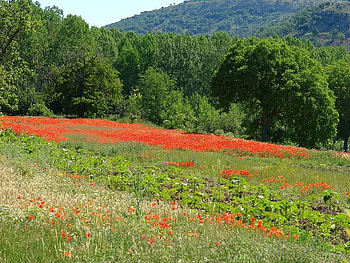 Blanket of Poppies, trees, sky, flowers, green HD wallpaper