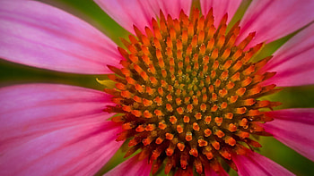 Flowers, Background, Plant, Macro, Petals HD wallpaper