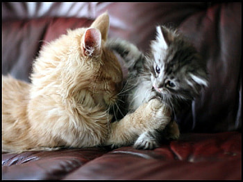 i dont want a hug,right now, cat, want, hug HD wallpaper
