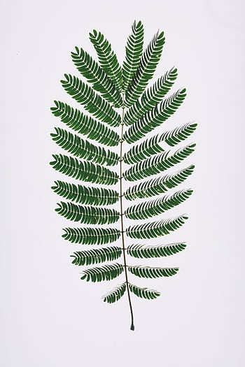 Detailed graph of a single green fern leaf isolated on a white background. HD phone wallpaper