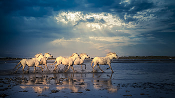 White Horses Are Running On Water Under White Clouds Blue Sky With Reflection On Water Horse HD wallpaper