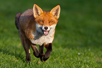 Animals, Grass, Fox, Stroll, Run, Run Away HD wallpaper