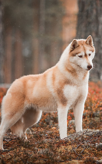 dog, Animal, husky HD phone wallpaper