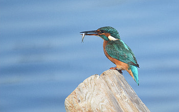 Kingfisher, bird, fish, stump, water HD wallpaper