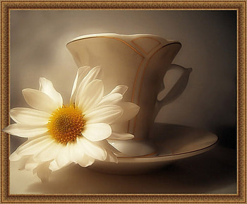 Tee Cup With Daisy, still life, tee, graphy, art, daisy, beautiful, cup HD wallpaper