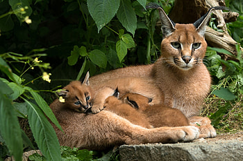 Caracals, Wild Animals HD wallpaper