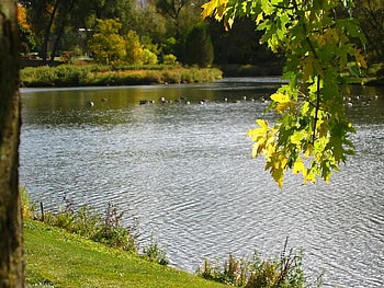 Otter Creek in Mildmay, Canada, grass, creek, water, tree HD wallpaper