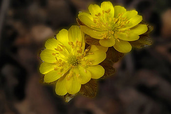Yellow Flowers, gardens, beautiful, flowers, yellow HD wallpaper