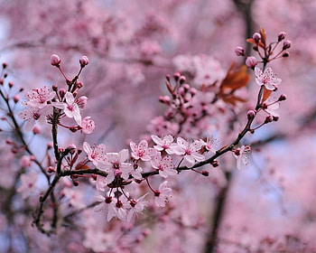 Ornamental Chinese Plum, chinese plum tree, pink flowers, blossoms HD wallpaper