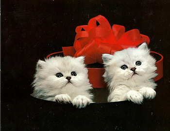 Two white kittens in a box, white, twin, ribbon, cute, feline, bow, kittens HD wallpaper