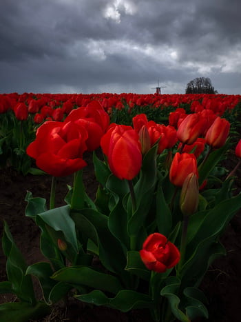 A stunning view of red tulips blooming in a field, set against a dramatic cloudy sky. HD phone wallpaper