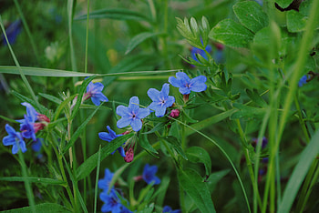 Nature, Flowers, Grass, Macro HD wallpaper