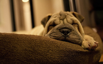Animals, Muzzle, Eyes, Puppy, Shar Pei, Sleepy HD wallpaper