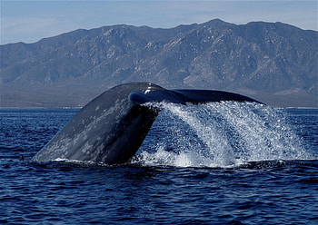 Blue Whale, Mapping, Migration, Geographic society HD wallpaper