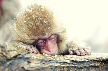 310 monkey , Monkey HD wallpaper