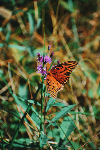 Animals, Flower, Insect, Butterfly, Wings, Monarch Butterfly, Butterfly Monarch HD phone wallpaper
