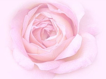 Just Pink, rose, pink, delicate, flower, lovely HD wallpaper