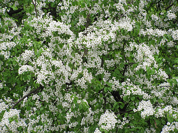 Plants, Flowers, Background HD wallpaper