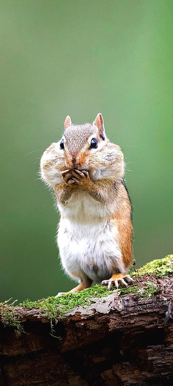 Squirel, terrestrial animal, whiskers HD phone wallpaper