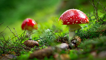 Amanita, Nature, Ultra HD wallpaper
