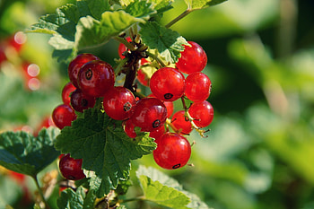 Beautiful currants, Burst of color, Fruity , Nature's gems HD wallpaper