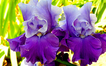 Flowers, Lilac, Macro, Petals, Irises HD wallpaper