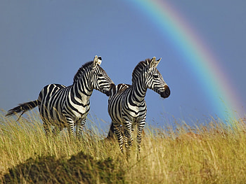 Animals, Grass, Zebra, Rainbow, Couple, Pair HD wallpaper