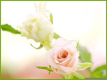 Friendship and Love - for friends, pastel, pink, white, green leaves, roses, blooms, teo HD wallpaper