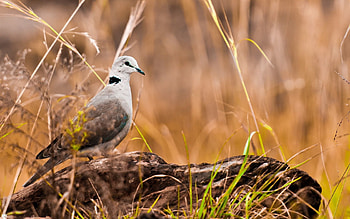 Animals, Grass, Stones, Bird HD wallpaper