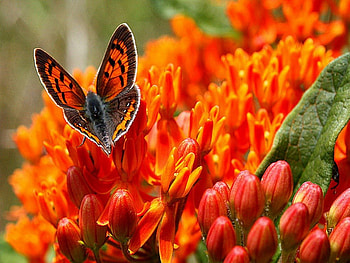 Orange beauties, black, butterfly, green, flowers, orange HD wallpaper