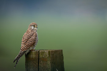 Animals, Bird, Predator, Log, Kestrel HD wallpaper