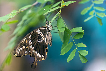 Butterfly, animal, fly, tree HD wallpaper