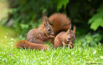 Squirrels, fur, two, grass, animals HD wallpaper
