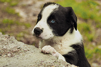 Animals, Dog, Muzzle, Sight, Opinion, Puppy HD wallpaper