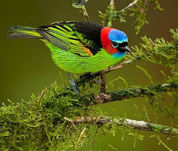 Red Necked Tanager, trees, red necked, bird, ANIMAL HD wallpaper