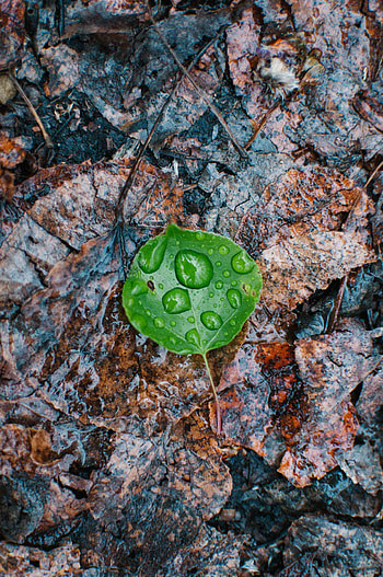 Autumn, Leaves, Drops, Macro, Wet, Humid, Fallen HD phone wallpaper
