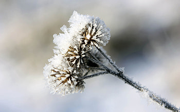 Winter, Snow, Macro, Frost, Hoarfrost, Thorns, Prickles, Burdock, Agrimony HD wallpaper