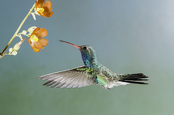 Broad-billed hummingbird, Beautiful nature, Vibrant , Nature's wonder HD wallpaper