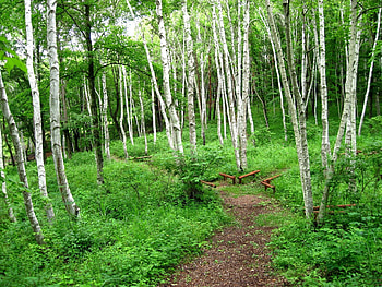 Birch tree forest , Birch woods HD wallpaper