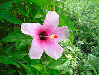Beautiful Flower, cool, beautiful, , flower HD wallpaper