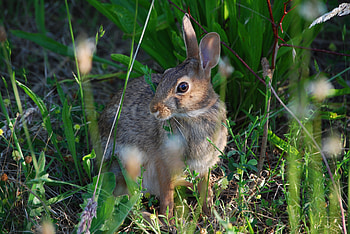 Animals, Grass, Sit, Hare HD wallpaper