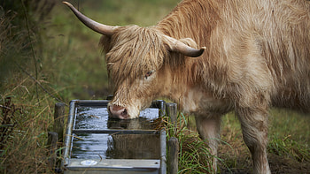 Ultra cow , bovine beauty, Grazing cows, Farm animal scenes HD wallpaper