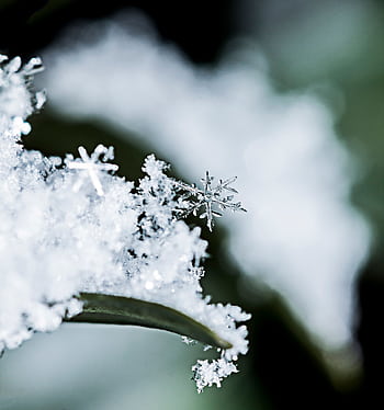 Detailed macro shot of delicate snowflakes resting on a leaf, capturing the essence of winter. HD phone wallpaper
