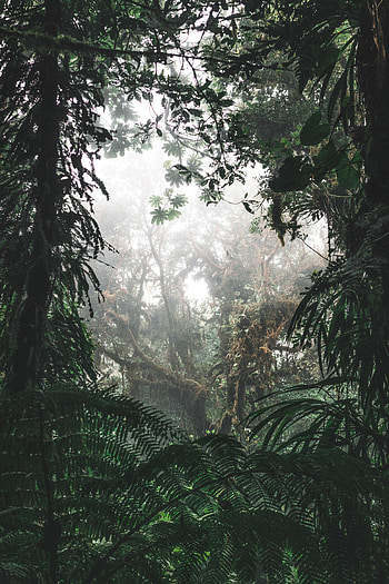 Nature, Trees, Bush, Forest, Fog, Tropics, Jungle HD phone wallpaper