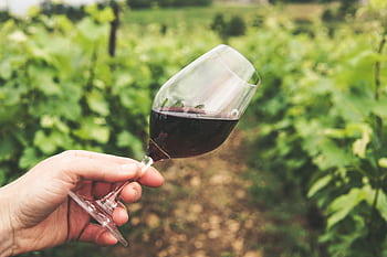 Hand holding a wine glass filled with red wine in a lush vineyard in Bourgogne, France. HD wallpaper