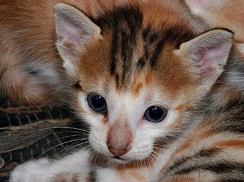Kitten, cats, kitties HD wallpaper