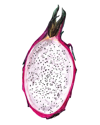 Dragon Fruit, Postcard design, Illustration by Nikola Logosova, Artistic representation HD phone wallpaper