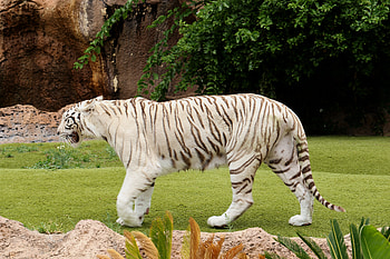 Animals, Grass, Predator, Stroll, Tiger HD wallpaper